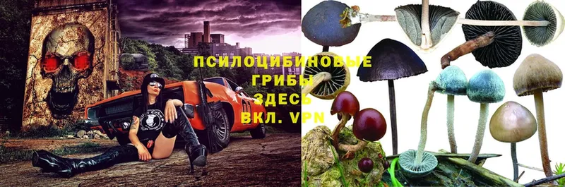 Псилоцибиновые грибы Magic Shrooms  Торжок 